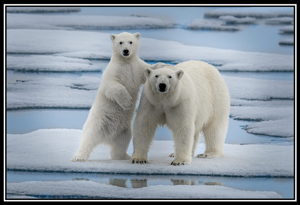 Paul Gruner - MATERNAL INSTINCT - PHOTOGRAPHIC ART - 40 X 60