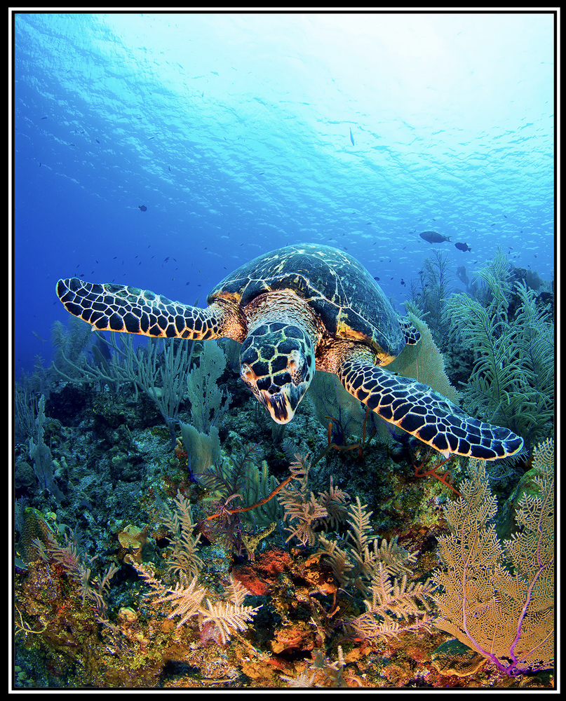 Paul Gruner - TORTUGA - PHOTOGRAPHIC ART - 50 X 40