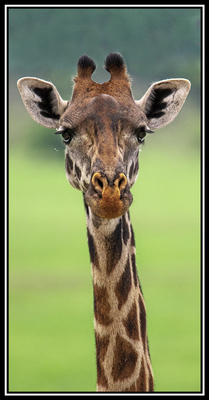 Paul Gruner - CURIOUS GEOFFRE - PHOTOGRAPHIC ART - 36 X 72